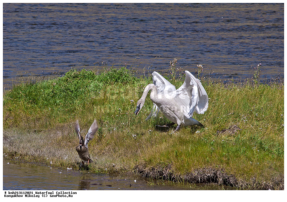 ��������, ��������, �����, �����, �����������������, ������������� �����, ������������� �����, DONE, ��������, �����������, ������, Anatidae, ������-������, Cygnus buccinator, �������������� ������������ ����, XYZ