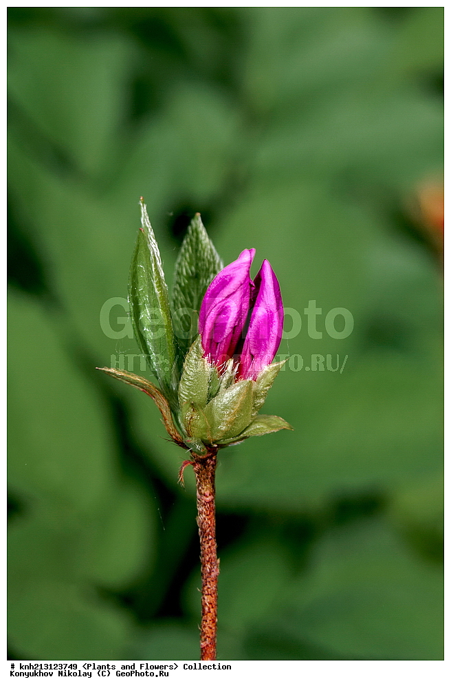 ������ ��������, �����, ��������,  ���������� ��������, ������� ��������, ������, �����, �����������, DONE, ����������, Ericaceae, ����������� �����, Rhododendron obtusum, ��� �����, ���������� �������, ������ ������, ���� ��� �����, ��� ������, Rhododendron malvaticum, Rhododendron kaempferi, ������, ���������, ����������, ������������ ��������, ������������ ��������, ������������, ������������ �����������, �����������, ������������, ���������, �����, ����������, ������������ ��������, ������������ ��������, ������������, ������������, ������������, �����������, XYZ, ����������� ������, ����������� ����������� �����