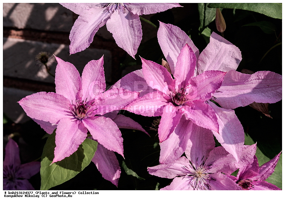 ������ ��������, �����, ��������,  ���������� ��������, ������� ��������, ������� ��������, ������, �����, DONE, ���������, Ranunculaceae, �����������, ���������� �������, ������� �������, �������� �������, Clematis x jackmanii, ������ , XYZ, ����������� ������, ����������� ����������� �����