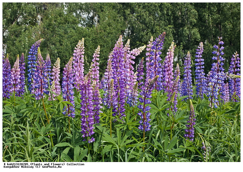 ������ ��������, �����, ��������,  ���������� ��������, ������� ��������, ������, �����, �����������, DONE, �������, �����������, Fabaceae, Fabaceae, Leguminosae, Papilionaceae, ����� ������������, Lupinus polyphyllus, ���������� �������, ����� ������������ , ������ , XYZ, ����������� ������, ����������� ����������� �����