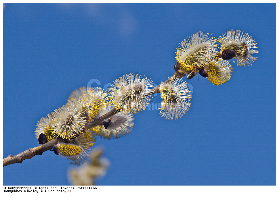 ������ ��������, �����, ��������,  ���������� ��������, ������� ��������, ������, �����, �����������, DONE, ������, Salicaceae, ��� �����, �������, Salix caprea, ���������� �������, ������ , XYZ, ����������� ������, ����������� ����������� �����, ��� �������������, ��� ��������, ��������, ������, Salix bakko, Salix coaetanea, Salix hultenii