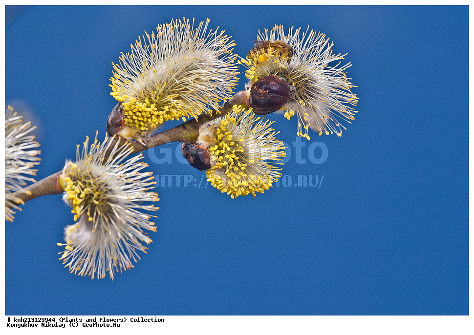 ������ ��������, �����, ��������,  ���������� ��������, ������� ��������, ������, �����, �����������, DONE, ������, Salicaceae, ��� �����, �������, Salix caprea, ���������� �������, ������ , XYZ, ����������� ������, ����������� ����������� �����, ��� �������������, ��� ��������, ��������, ������, Salix bakko, Salix coaetanea, Salix hultenii