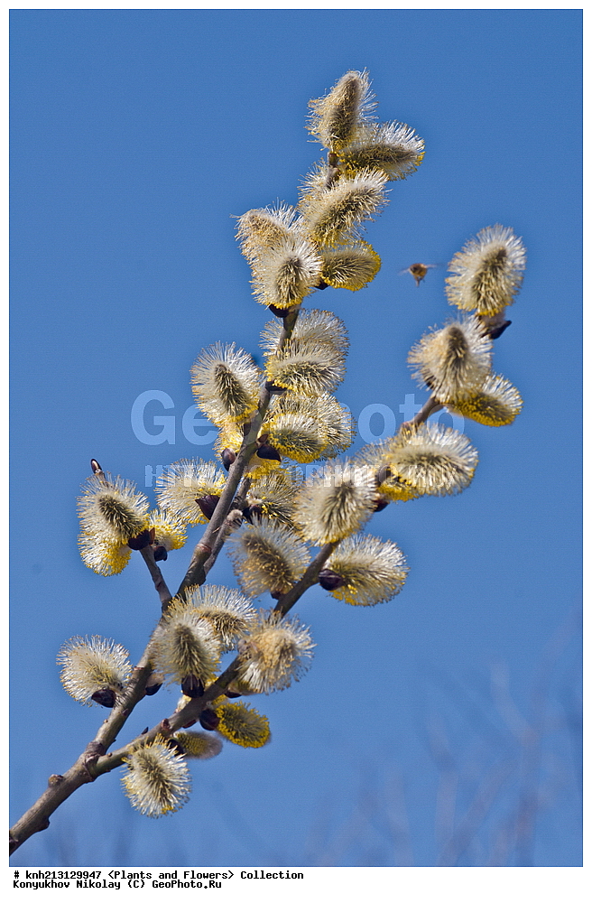 ������ ��������, �����, ��������,  ���������� ��������, ������� ��������, ������, �����, �����������, DONE, ������, Salicaceae, ��� �����, �������, Salix caprea, ���������� �������, ������ , XYZ, ����������� ������, ����������� ����������� �����, ��� �������������, ��� ��������, ��������, ������, Salix bakko, Salix coaetanea, Salix hultenii