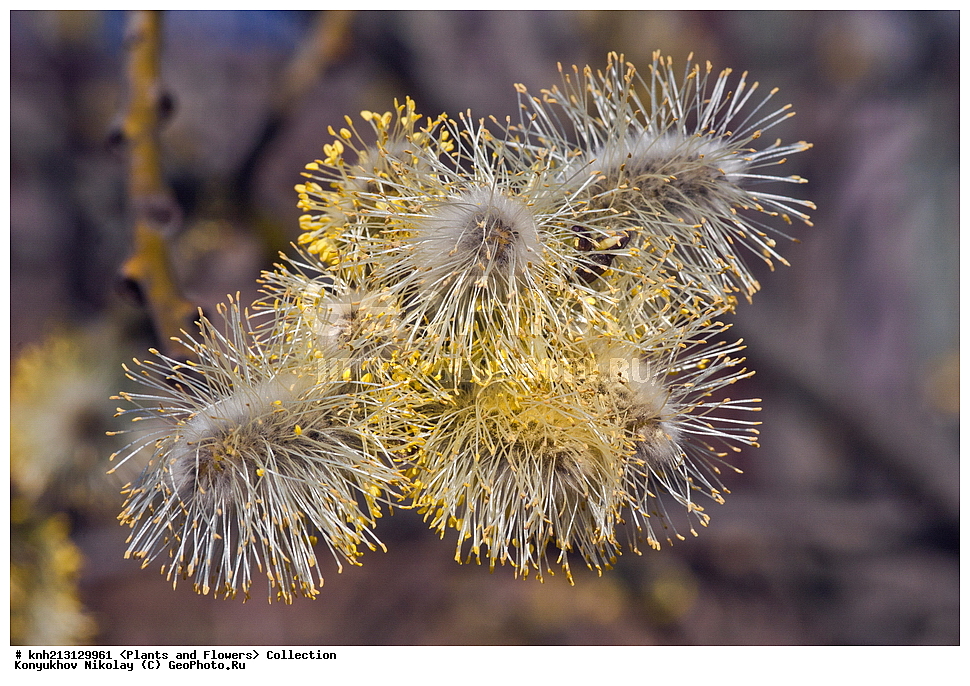 ������ ��������, �����, ��������,  ���������� ��������, ������� ��������, ������, �����, �����������, DONE, ������, Salicaceae, ��� �����, �������, Salix caprea, ���������� �������, ������ , XYZ, ����������� ������, ����������� ����������� �����, ��� �������������, ��� ��������, ��������, ������, Salix bakko, Salix coaetanea, Salix hultenii