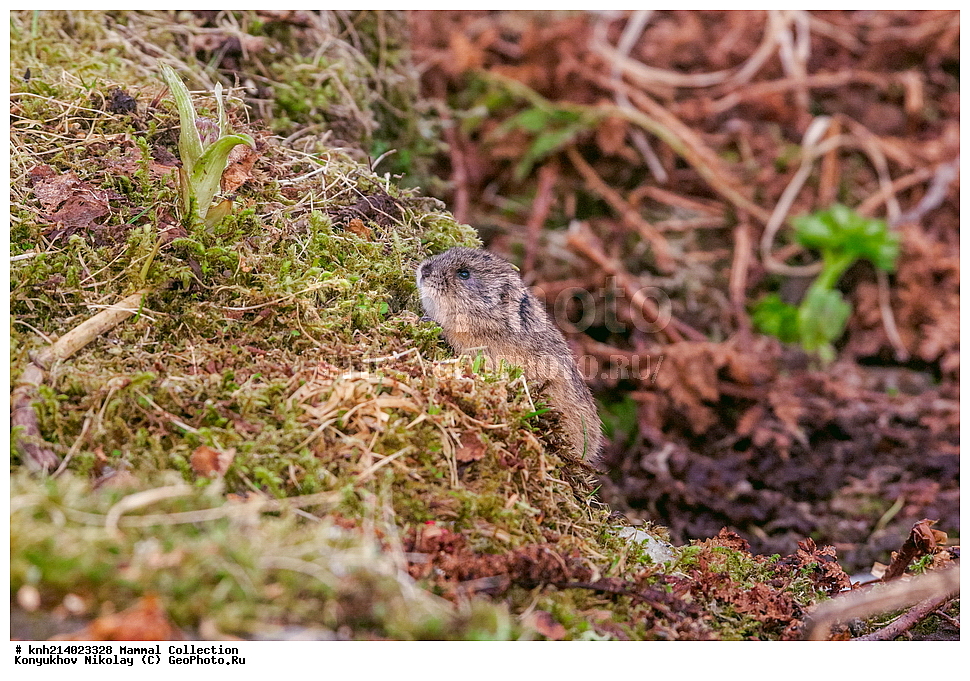 ��������, ��������, �������������, �������������, �����, �����,DONE, ���������, Cricetidae, ����������� ������� ��������, ������, ���, ����� �����, ��������� ����, ������� ���������, ������ ������� �������, ����������� �������, Lemmus trimucronatus, �������� ������, XYZ