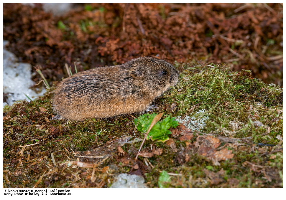 ��������, ��������, �������������, �������������, �����, �����,DONE, ���������, Cricetidae, ����������� ������� ��������, ������, ���, ����� �����, ��������� ����, ������� ���������, ������ ������� �������, ����������� �������, Lemmus trimucronatus, �������� ������, XYZ