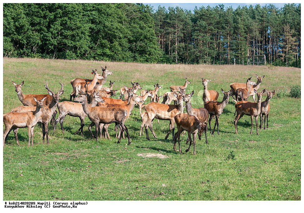 ��������, ��������, �������������, �������������, �����, �����, DONE, ��������, ������, Cervidae, ����������� �����, Cervus elaphus, Cervus canadensis, ������, XYZ