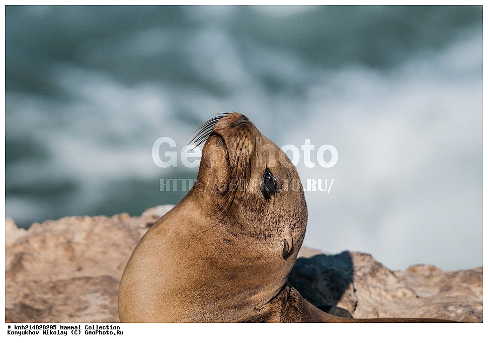 ��������, ��������, �������������, �������������, �����, �����, ������� �������������, ������� �������������, ������� �����, ������� �����, DONE, ������� ������, Otariidae, ���, ����������, ��� ���, �������������� ������� ���, Zalophus californianus, XYZ