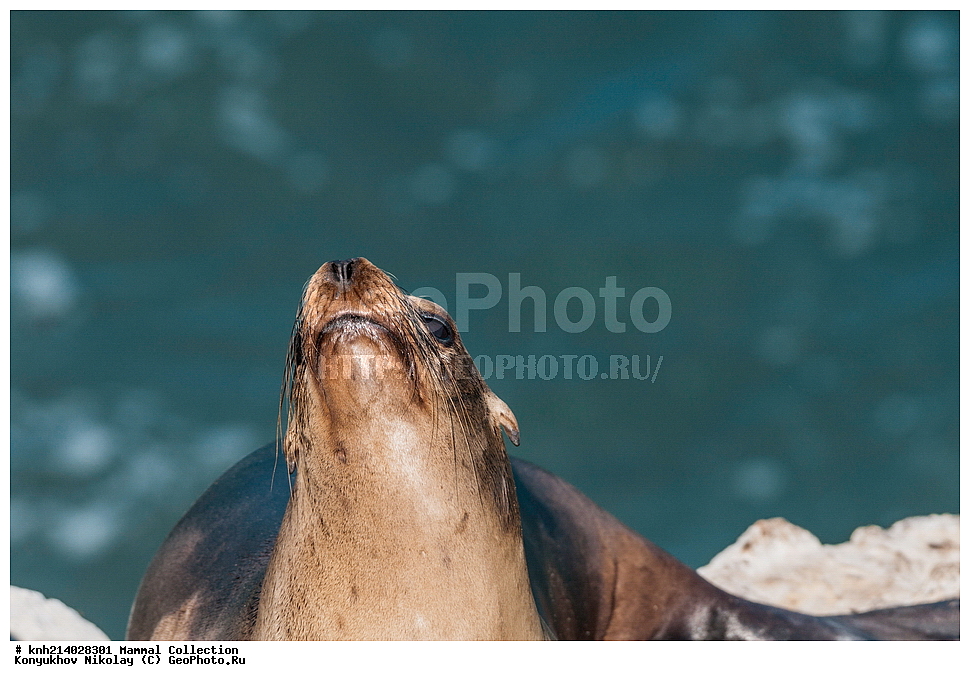 ��������, ��������, �������������, �������������, �����, �����, ������� �������������, ������� �������������, ������� �����, ������� �����, DONE, ������� ������, Otariidae, ���, ����������, ��� ���, �������������� ������� ���, Zalophus californianus, XYZ