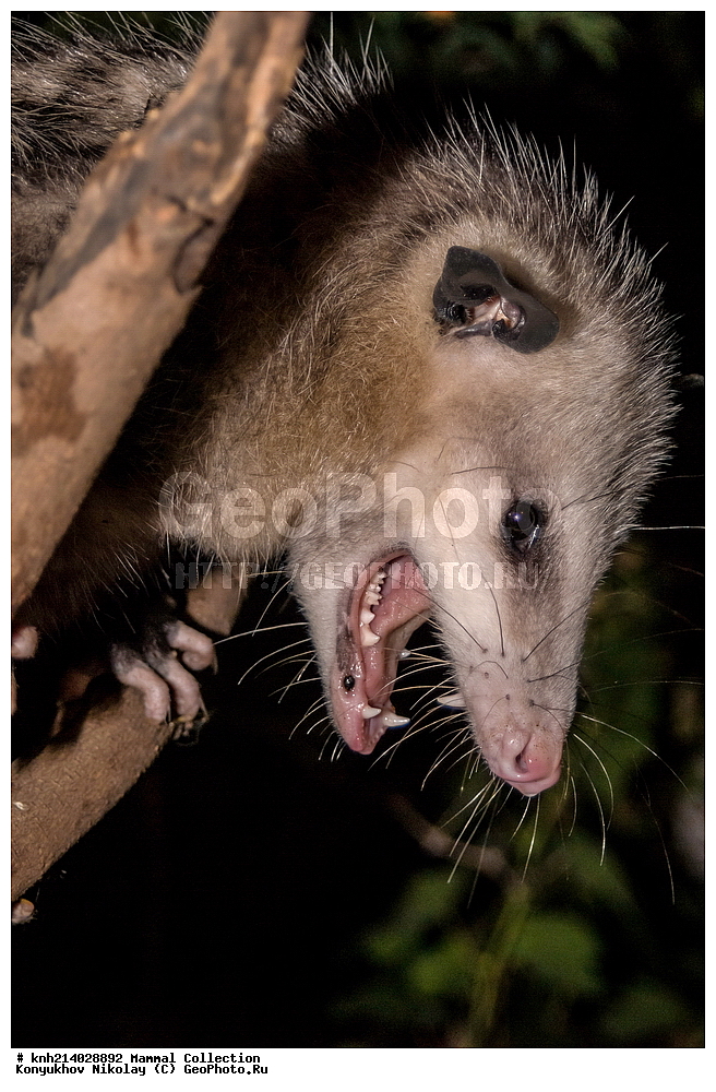 ��������, ��������, �������������, �������������, �����, �����,DONE, �����������, Didelphidae, ���, ����������, ���-��������, ���������� �������, Didelphis virginiana, XYZ