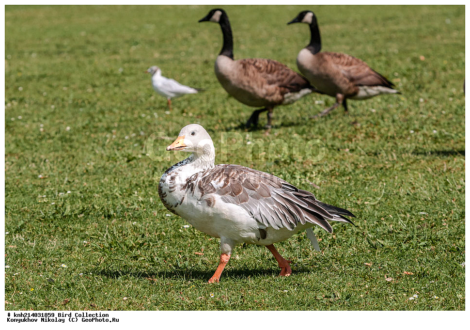 ��������, ��������, �����, �����, �����������������, ������������� �����, ������������� �����, DONE, ��������, �����������, ������, Anatidae, ��������������������� ���������, ��������������, ��������, �������-���������, ����, ����� ����, Anser caerulescens, Chen caerulescens, XYZ