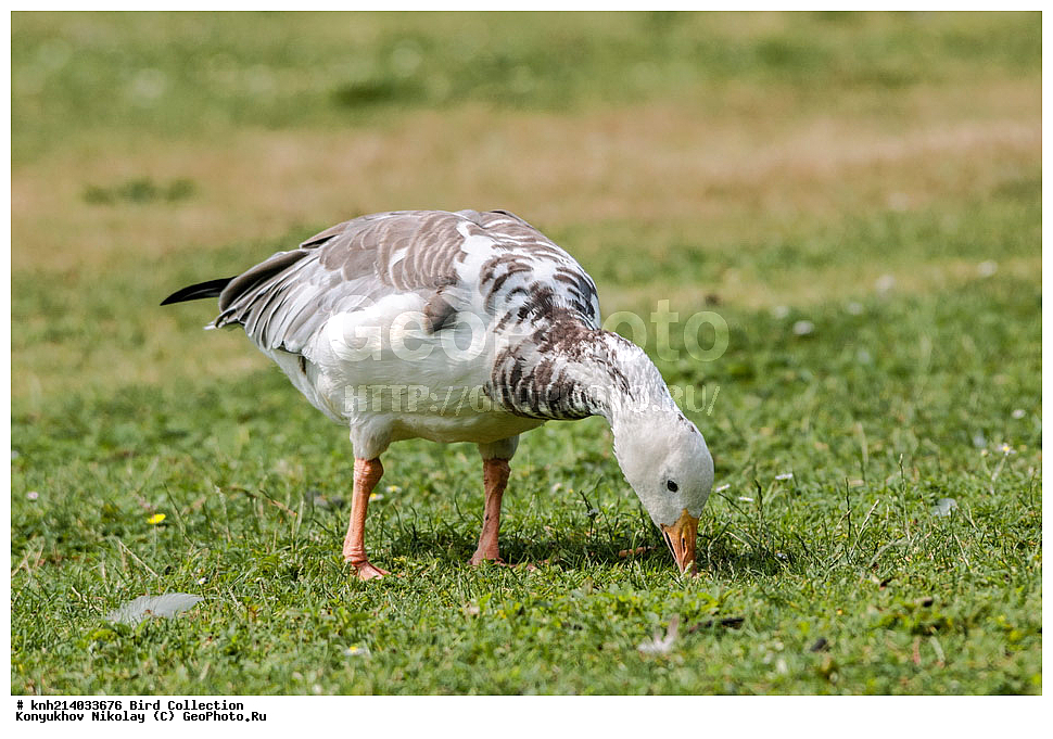 ��������, ��������, �����, �����, �����������������, ������������� �����, ������������� �����, DONE, ��������, �����������, ������, Anatidae, ��������������������� ���������, ��������������, ��������, �������-���������, ����, ����� ����, Anser caerulescens, Chen caerulescens, XYZ