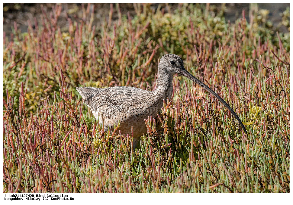  ����������, ���, ��������, ��������, �����, �����, ��������, �����������, �����, ������, DONE, ���������, Scolopacidae, ������������ ��������, ������������ ��������, Numenius americanus, ������ ����� ����, XYZ