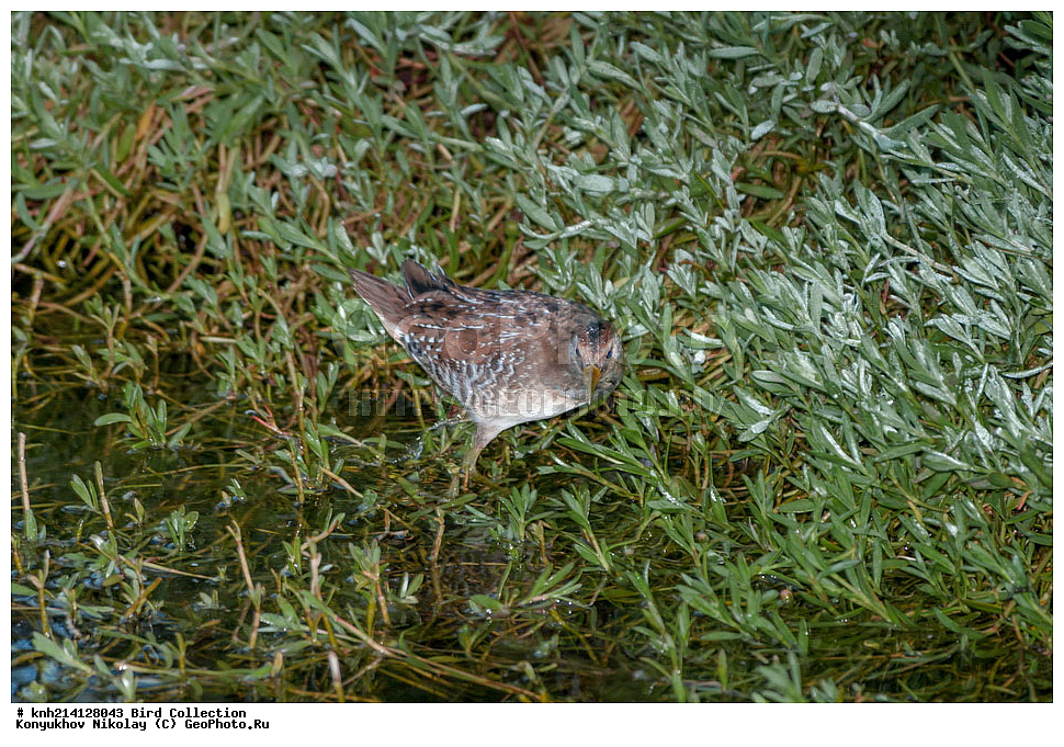 ����������, ������ ������, ���, ��������, ��������, �����, �����, ��������, �����������, DONE, �����������, Rallidae, ����������� �������, Porzana carolina, XYZ