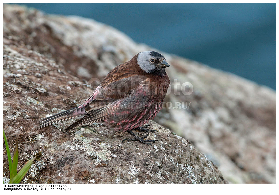 ��������, ��������, ��������, �����������, �����, �����, DONE, ���������, Fringillidae, ������������ ������, ������ ������������ ������, ������������ ������, Leucosticte tephrocotis, ��������� ������������ ������, ������������ ������������ ������, Leucosticte tephrocotis maxima, ����������� ������� ��������, ������, ���, ����� �����, ��������� ����, ������� ���������, ������ ������� �������, XYZ