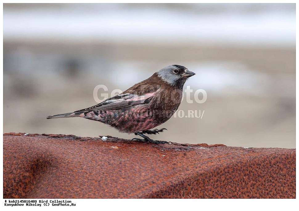 ��������, ��������, ��������, �����������, �����, �����, DONE, ���������, Fringillidae, ������������ ������, ������ ������������ ������, ������������ ������, Leucosticte tephrocotis, ��������� ������������ ������, ������������ ������������ ������, Leucosticte tephrocotis maxima, ����������� ������� ��������, ������, ���, ����� �����, ��������� ����, ������� ���������, ������ ������� �������, XYZ