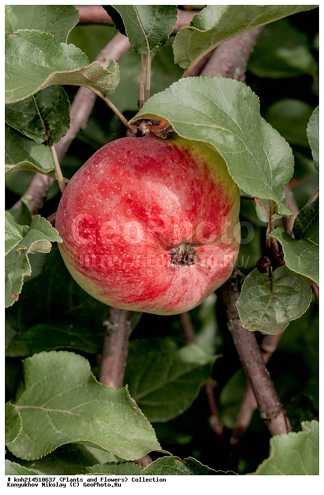 ��������, �����, ������ ��������, ���������� ��������, ������� ��������, �����, ������, ����, �����, �����������, ���������� �������, DONE, ������������, �������, �����������, Rosaceae, ������ ��������, ������ ����������, Malus domestica, ������ , XYZ, ����������� ������, ����������� ����������� �����