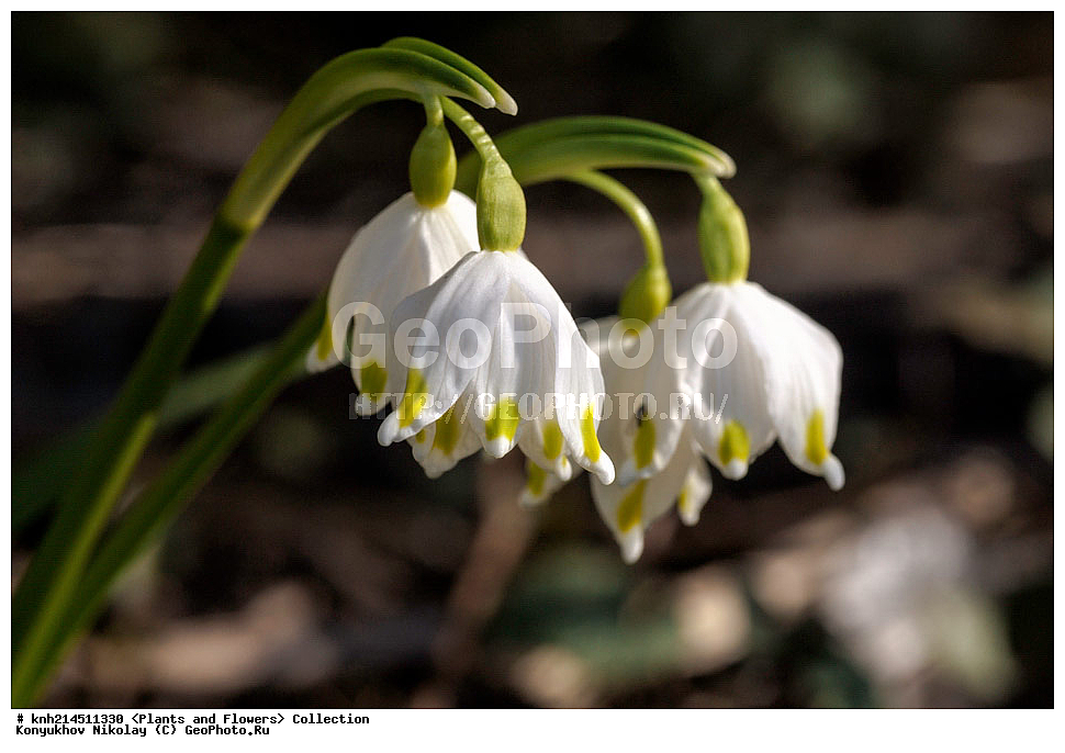 ��������, �����, ������ ��������, ���������� ��������, ������� ��������, ������, �����, �����������, ���������� �������, DONE, �������������, Amaryllidaceae, ����������� ��������, Leucojum vernum, ������ , XYZ, ����������� ������, ����������� ����������� �����