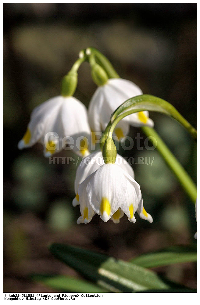 ��������, �����, ������ ��������, ���������� ��������, ������� ��������, ������, �����, �����������, ���������� �������, DONE, �������������, Amaryllidaceae, ����������� ��������, Leucojum vernum, ������ , XYZ, ����������� ������, ����������� ����������� �����