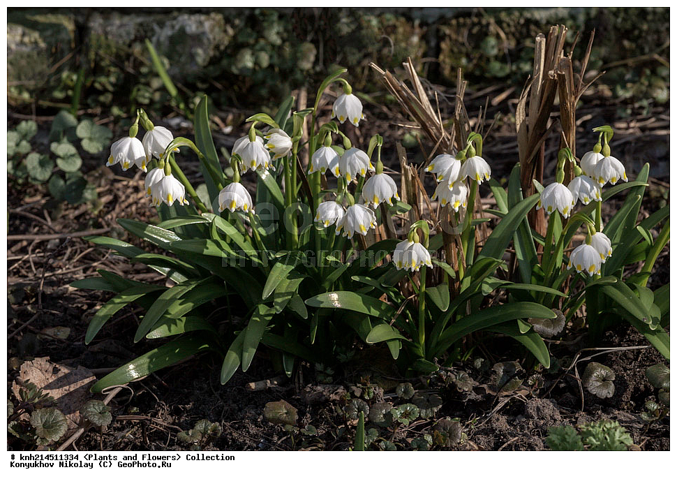 ��������, �����, ������ ��������, ���������� ��������, ������� ��������, ������, �����, �����������, ���������� �������, DONE, �������������, Amaryllidaceae, ����������� ��������, Leucojum vernum, ������ , XYZ, ����������� ������, ����������� ����������� �����