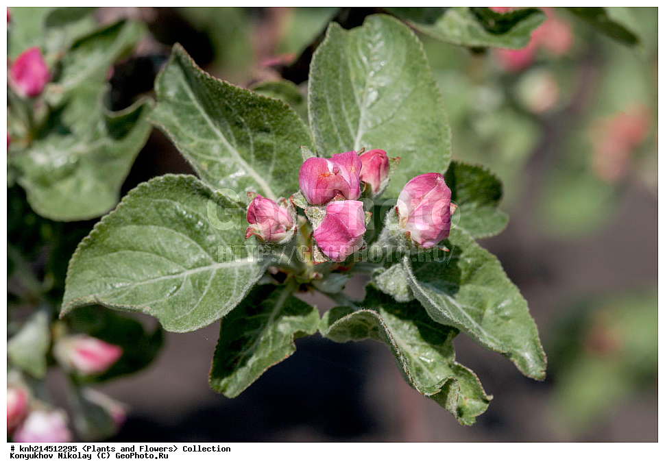 ��������, �����, ������ ��������, ���������� ��������, ������� ��������, ������, �����, �����������, ���������� �������, DONE, ������������, �������, �����������, Rosaceae, ������ ��������, ������ ����������, Malus domestica, ������ , XYZ, ����������� ������, ����������� ����������� �����