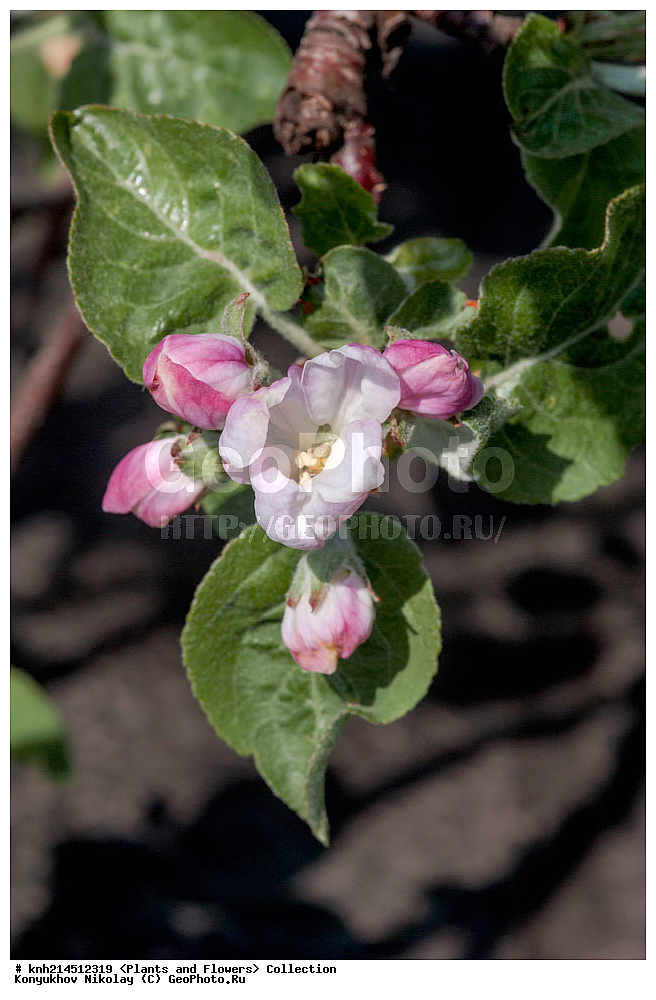 ��������, �����, ������ ��������, ���������� ��������, ������� ��������, ������, �����, �����������, ���������� �������, DONE, ������������, �������, �����������, Rosaceae, ������ ��������, ������ ����������, Malus domestica, ������ , XYZ, ����������� ������, ����������� ����������� �����