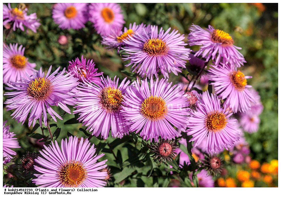 ��������, �����, ������ ��������, ���������� ��������, ������� ��������, ������, �����, �����������, ���������� �������, DONE, ��������, �������������, Asteraceae, Compositae, ����� ��������������, ����� ������������, Symphyotrichum novae-angliae, Aster novae-angliae, ������ , XYZ, ����������� ������, ����������� ����������� �����
