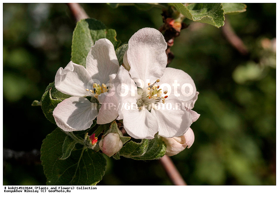 ��������, �����, ������ ��������, ���������� ��������, ������� ��������, ������, �����, �����������, ���������� �������, DONE, ������������, �������, �����������, Rosaceae, ������ ��������, ������ ����������, Malus domestica, ������ , XYZ, ����������� ������, ����������� ����������� �����