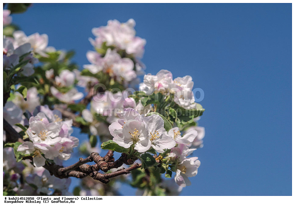 ��������, �����, ������ ��������, ���������� ��������, ������� ��������, ������, �����, �����������, ���������� �������, DONE, ������������, �������, �����������, Rosaceae, ������ ��������, ������ ����������, Malus domestica, ������ , XYZ, ����������� ������, ����������� ����������� �����