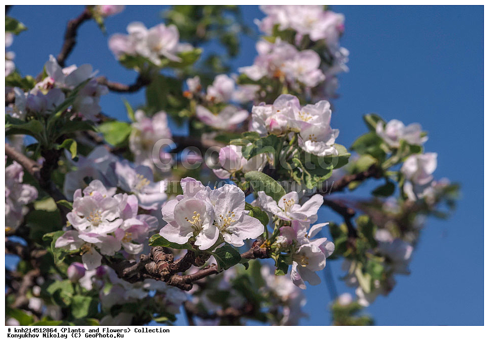 ��������, �����, ������ ��������, ���������� ��������, ������� ��������, ������, �����, �����������, ���������� �������, DONE, ������������, �������, �����������, Rosaceae, ������ ��������, ������ ����������, Malus domestica, ������ , XYZ, ����������� ������, ����������� ����������� �����