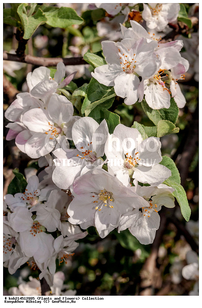 ��������, �����, ������ ��������, ���������� ��������, ������� ��������, ������, �����, �����������, ���������� �������, DONE, ������������, �������, �����������, Rosaceae, ������ ��������, ������ ����������, Malus domestica, ������ , XYZ, ����������� ������, ����������� ����������� �����