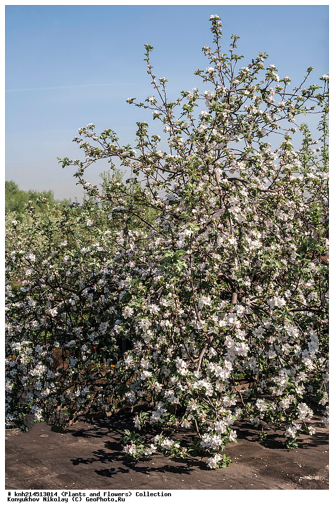 ��������, �����, ������ ��������, ���������� ��������, ������� ��������, ������, �����, �����������, ���������� �������, DONE, ������������, �������, �����������, Rosaceae, ������ ��������, ������ ����������, Malus domestica, ������ , XYZ, ����������� ������, ����������� ����������� �����