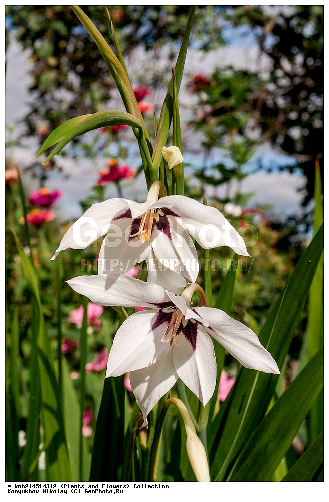 ���������� �������, DONE, ��������, �����������, Iridaceae, ��������� ������, ������� ������, ���������� �����������, ��������� ����������������, ��������� ����������, Gladiolus murielae, Acidanthera bicolor, Gladiolus callianthus, XYZ