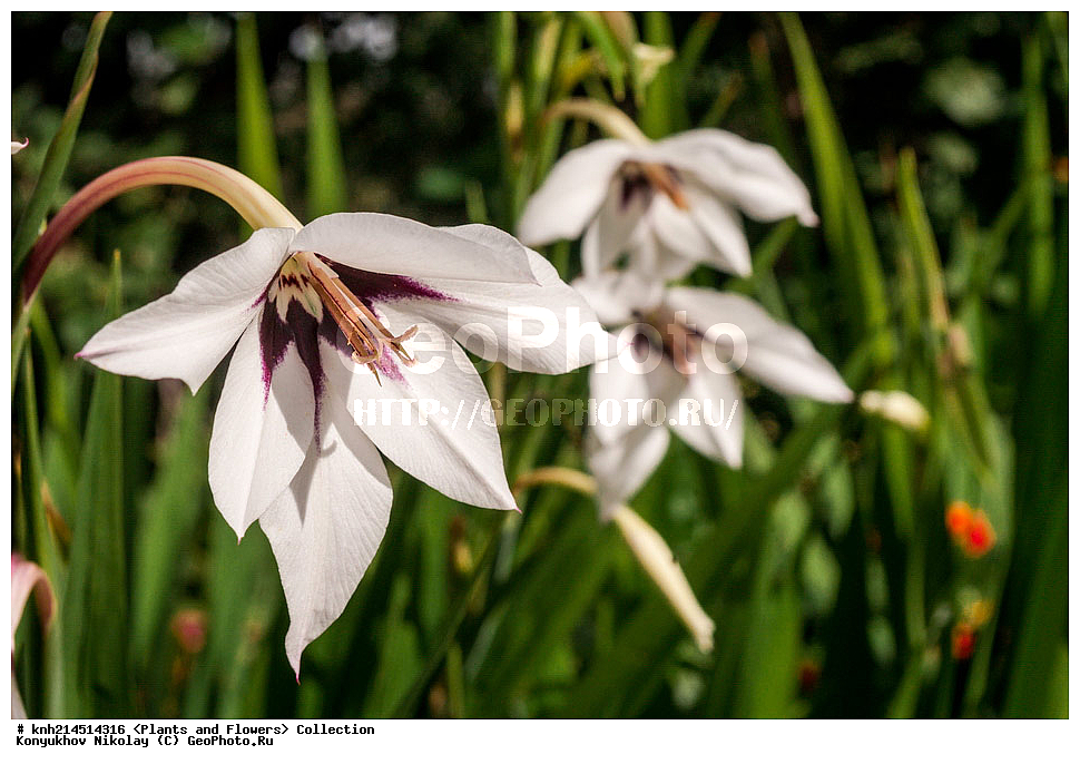 ���������� �������, DONE, ��������, �����������, Iridaceae, ��������� ������, ������� ������, ���������� �����������, ��������� ����������������, ��������� ����������, Gladiolus murielae, Acidanthera bicolor, Gladiolus callianthus, XYZ