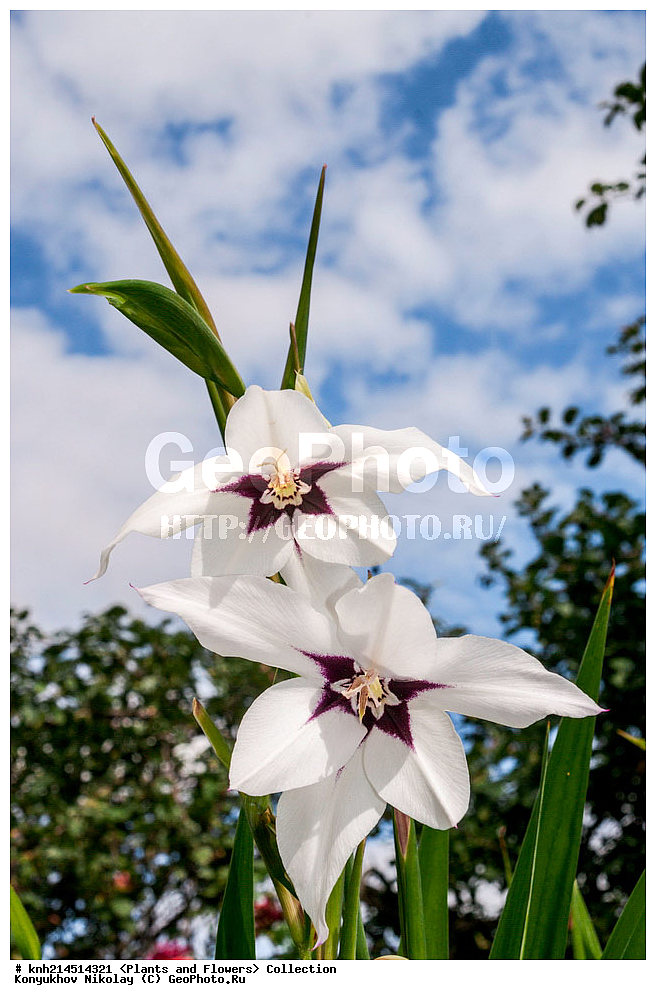 ���������� �������, DONE, ��������, �����������, Iridaceae, ��������� ������, ������� ������, ���������� �����������, ��������� ����������������, ��������� ����������, Gladiolus murielae, Acidanthera bicolor, Gladiolus callianthus, XYZ