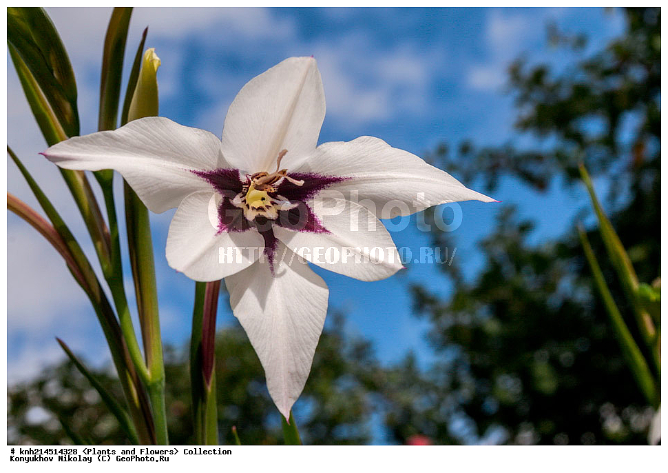 ���������� �������, DONE, ��������, �����������, Iridaceae, ��������� ������, ������� ������, ���������� �����������, ��������� ����������������, ��������� ����������, Gladiolus murielae, Acidanthera bicolor, Gladiolus callianthus, XYZ