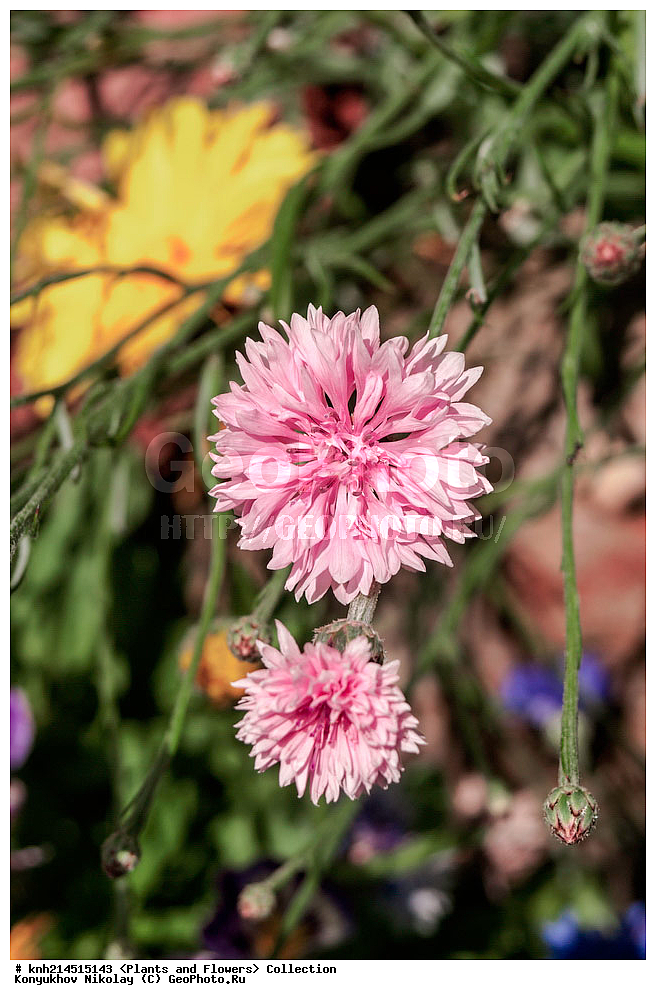 ��������, �����, ������ ��������, ���������� ��������, ������� ��������, ������, �����, �����������, ���������� �������, DONE, ��������, �������������, Asteraceae, Compositae, ������ �����, ������ ���������, ������ ��������, ������� �����, ������� ��������� ������� ��������, Centaurea cyanus, ������ , XYZ, ����������� ������, ����������� ����������� �����