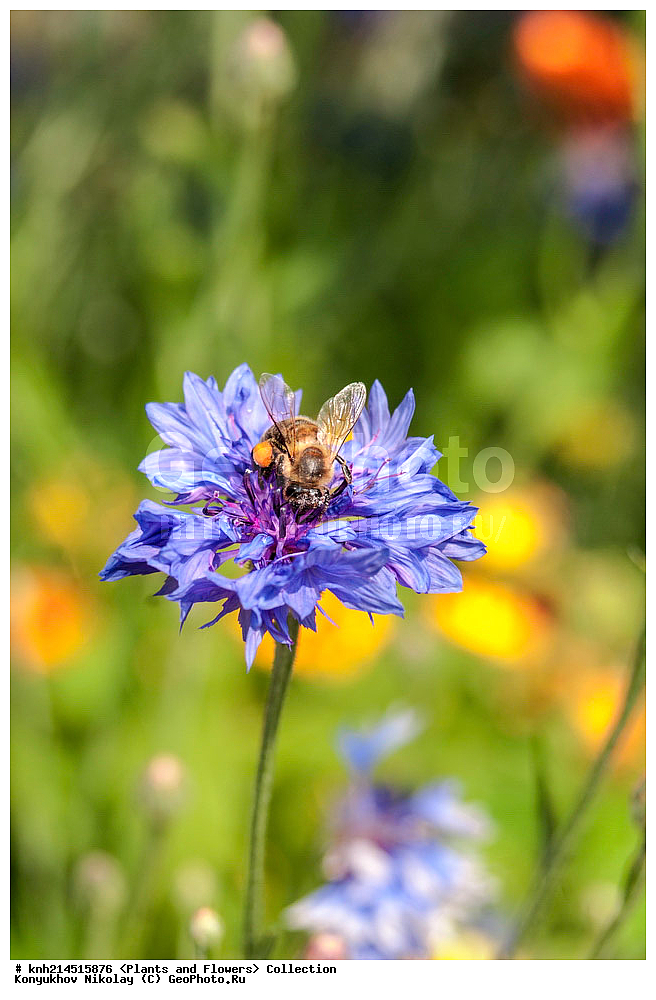 ��������, �����, ������ ��������, ���������� ��������, ������� ��������, ������, �����, �����������, ���������� �������, DONE, ��������, �������������, Asteraceae, Compositae, ������ �����, ������ ���������, ������ ��������, ������� �����, ������� ��������� ������� ��������, Centaurea cyanus, ������ , XYZ, ����������� ������, ����������� ����������� �����