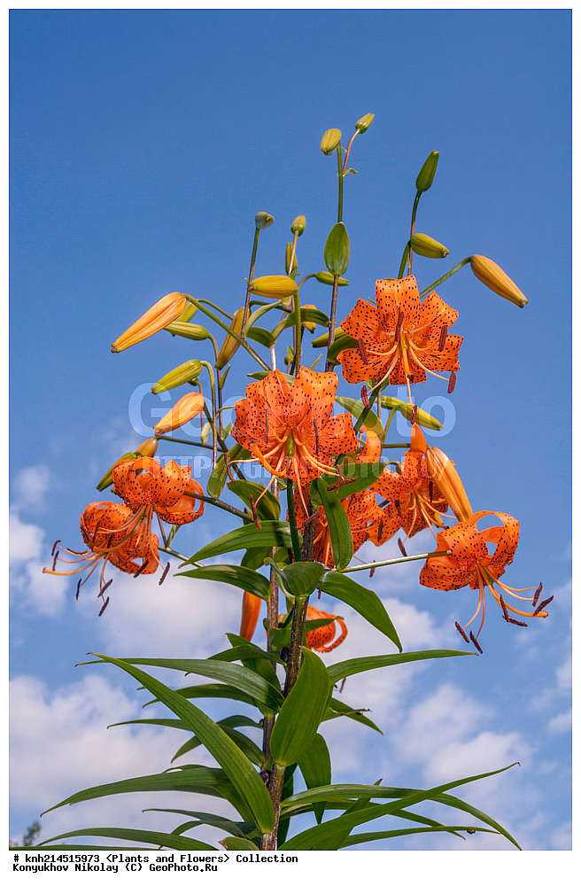 ��������, �����, ������ ��������, ���������� ��������, ������� ��������, ������, �����, �����������, ���������� �������, DONE, ��������, Liliaceae, ����� ��������������, ����� ��������, Lilium lancifolium, Lilium tigrinum, ������ , XYZ, ����������� ������, ����������� ����������� �����