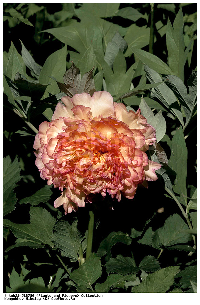 ��������, �����, ������ ��������, ���������� ��������, ������� ��������, ������, �����, �����������, ���������� �������, DONE, ��������, Paeoniaceae, ����������� ����, Paeonia sp., ������ , XYZ, ����������� ������, ����������� ����������� �����