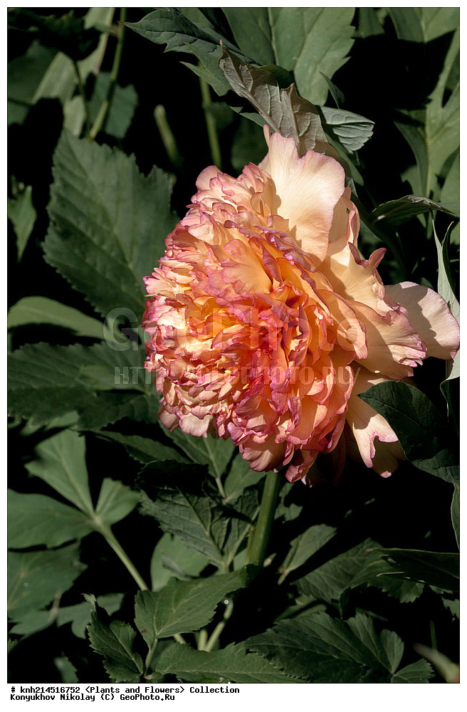 ��������, �����, ������ ��������, ���������� ��������, ������� ��������, ������, �����, �����������, ���������� �������, DONE, ��������, Paeoniaceae, ����������� ����, Paeonia sp., ������ , XYZ, ����������� ������, ����������� ����������� �����