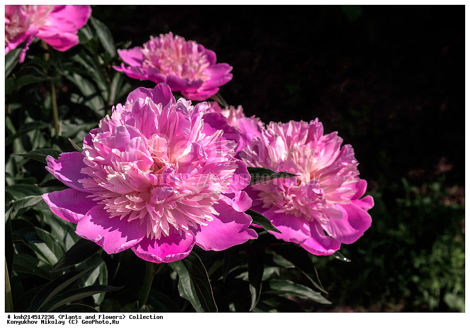 ��������, �����, ������ ��������, ���������� ��������, ������� ��������, ������, �����, �����������, ���������� �������, DONE, ��������, Paeoniaceae, ����, Paeonia sp., ������ , XYZ, ����������� ������, ����������� ����������� �����