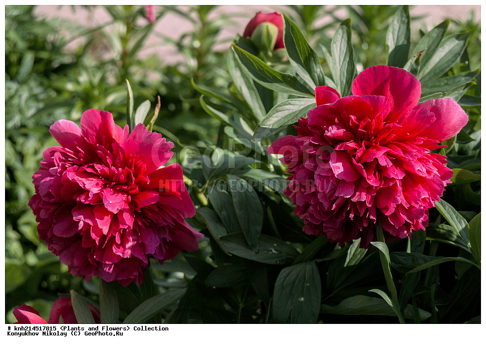 ��������, �����, ������ ��������, ���������� ��������, ������� ��������, ������, �����, �����������, ���������� �������, DONE, ��������, Paeoniaceae, ����, Paeonia sp., ������ , XYZ, ����������� ������, ����������� ����������� �����