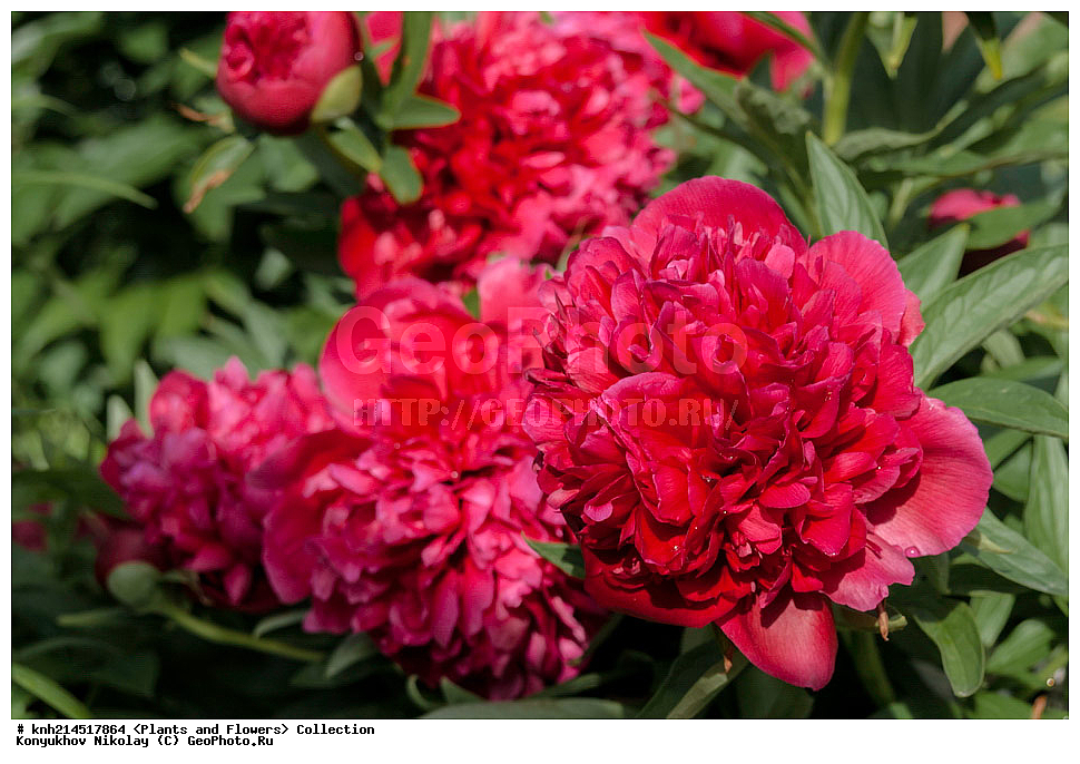 ��������, �����, ������ ��������, ���������� ��������, ������� ��������, ������, �����, �����������, ���������� �������, DONE, ��������, Paeoniaceae, ����, Paeonia sp., ������ , XYZ, ����������� ������, ����������� ����������� �����