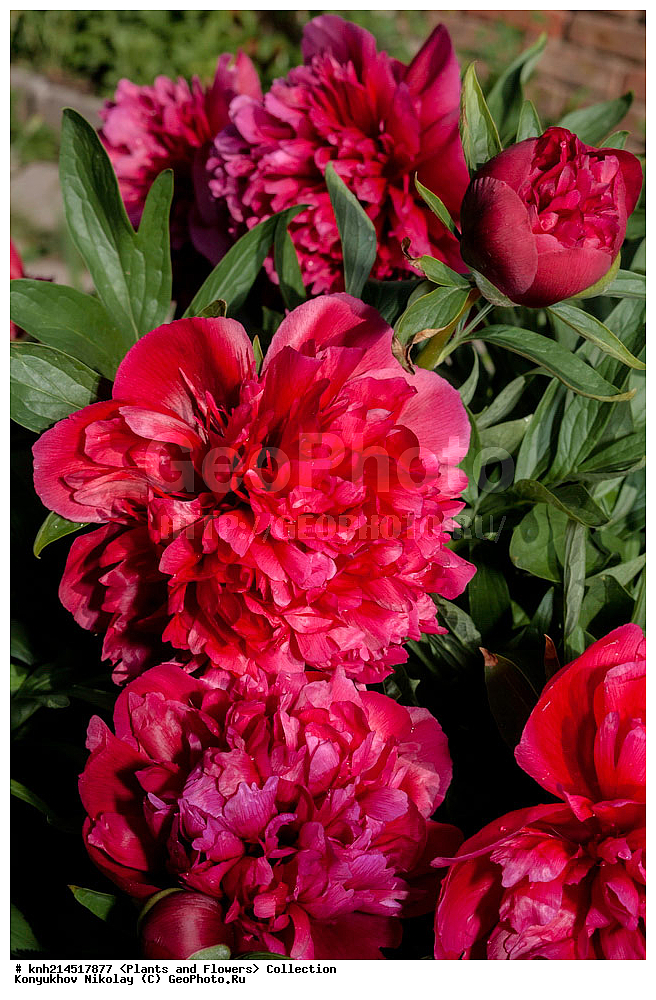 ��������, �����, ������ ��������, ���������� ��������, ������� ��������, ������, �����, �����������, ���������� �������, DONE, ��������, Paeoniaceae, ����, Paeonia sp., ������ , XYZ, ����������� ������, ����������� ����������� �����