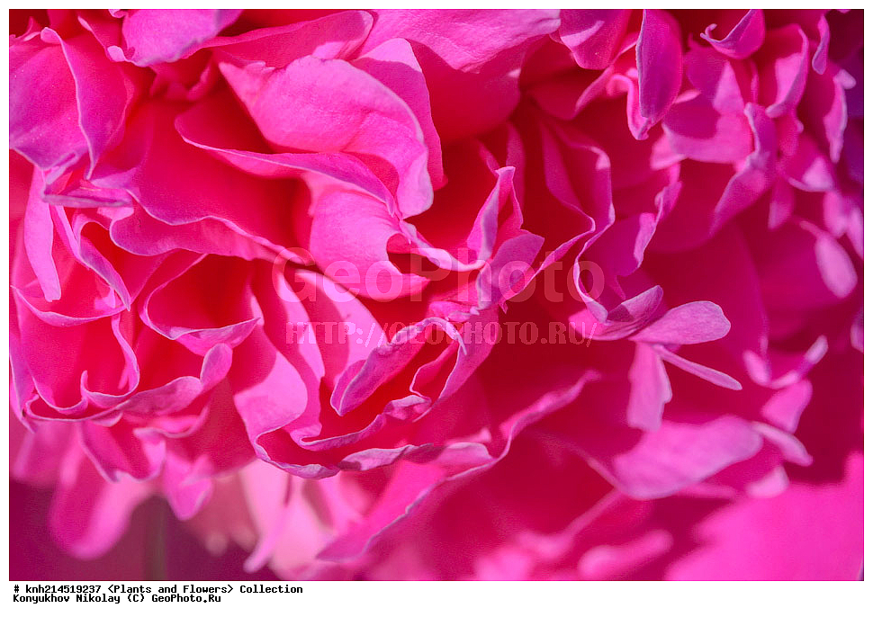 ��������, �����, ������ ��������, ���������� ��������, ������� ��������, ������, �����, �����������, ���������� �������, DONE, ��������, Paeoniaceae, ����, Paeonia sp., ������ , XYZ, ����������� ������, ����������� ����������� �����