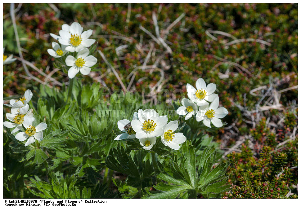 ��������, �����, ������ ��������, ���������� ��������, ������� ��������, ������, �����, DONE, ����������� ������� ��������, ������, ���, ����� �����, ����������� �����, ������� ������, ������ ������, ���������, Ranunculaceae, ��������� �����������������, Anemone narcissiflora, �������� �����������������, ������� ������, ������������ �����������������, ��������� ���������������, ��������� ������, ��������� �����������������, Anemonastrum narcissiflorum, Anemone laxa, �������� �����������������, ������� ������, ������������ �����������������, ��������� ���������������, ��������� ������, ��������� �����������������, Anemonastrum narcissiflorum, Anemone laxa, XYZ