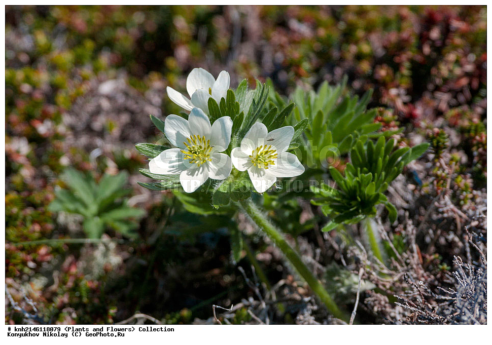 ��������, �����, ������ ��������, ���������� ��������, ������� ��������, ������, �����, DONE, ����������� ������� ��������, ������, ���, ����� �����, ����������� �����, ������� ������, ������ ������, ���������, Ranunculaceae, ��������� �����������������, Anemone narcissiflora, �������� �����������������, ������� ������, ������������ �����������������, ��������� ���������������, ��������� ������, ��������� �����������������, Anemonastrum narcissiflorum, Anemone laxa, �������� �����������������, ������� ������, ������������ �����������������, ��������� ���������������, ��������� ������, ��������� �����������������, Anemonastrum narcissiflorum, Anemone laxa, XYZ