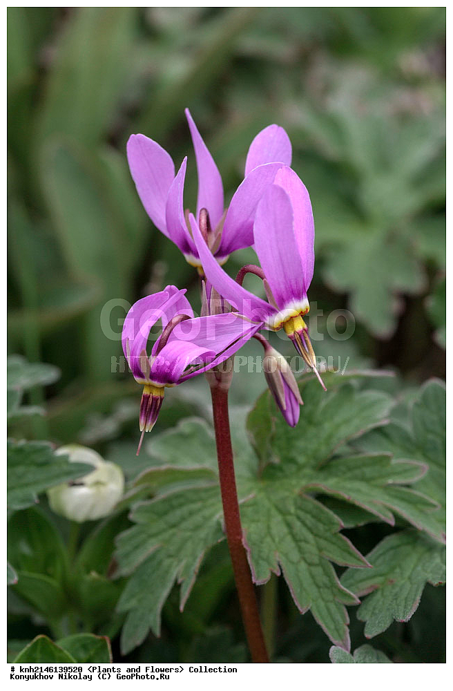 ��������, �����, ������ ��������, ���������� ��������, ������� ��������, ������, �����, DONE, ����������� ������� ��������, ������, ���, ����� �����, ����������� �����, ������� ������, ������ ������, ������������, ����������, Primulaceae, ���������� ������������, Dodecatheon pulchellum, XYZ