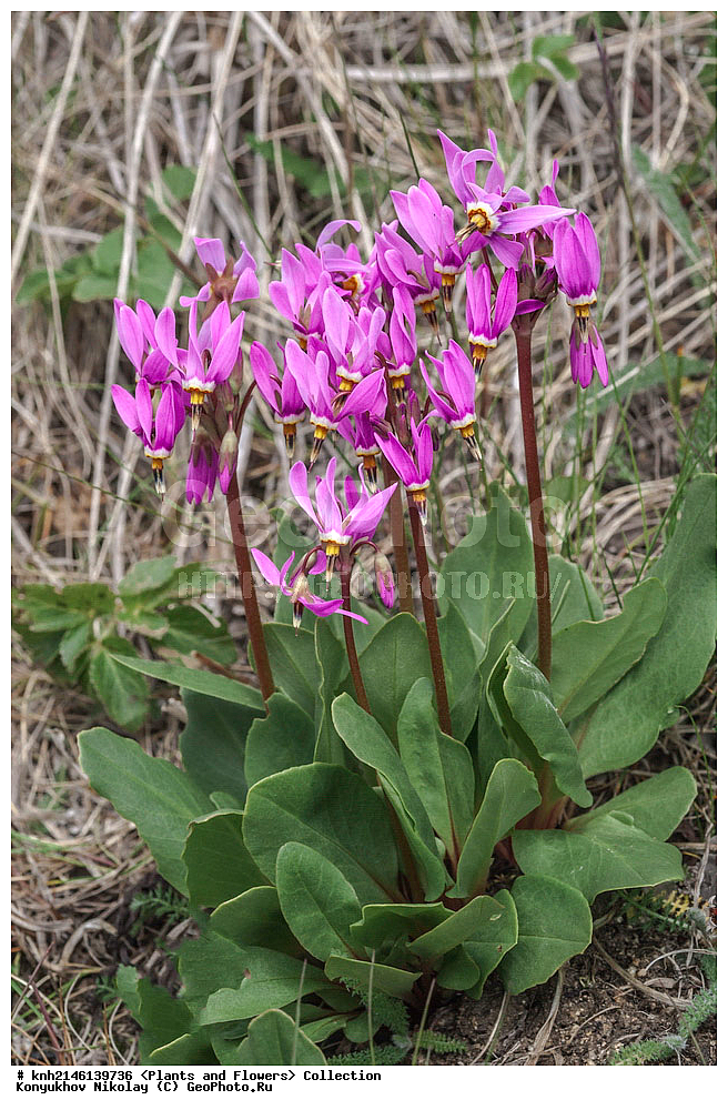 ��������, �����, ������ ��������, ���������� ��������, ������� ��������, ������, �����, DONE, ����������� ������� ��������, ������, ���, ����� �����, ����������� �����, ������� ������, ������ ������, ������������, ����������, Primulaceae, ���������� ������������, Dodecatheon pulchellum, XYZ